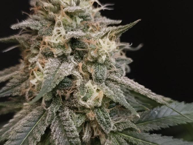 White Widow. Week 15