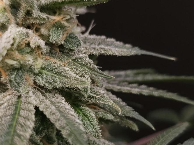 White Widow. Week 15