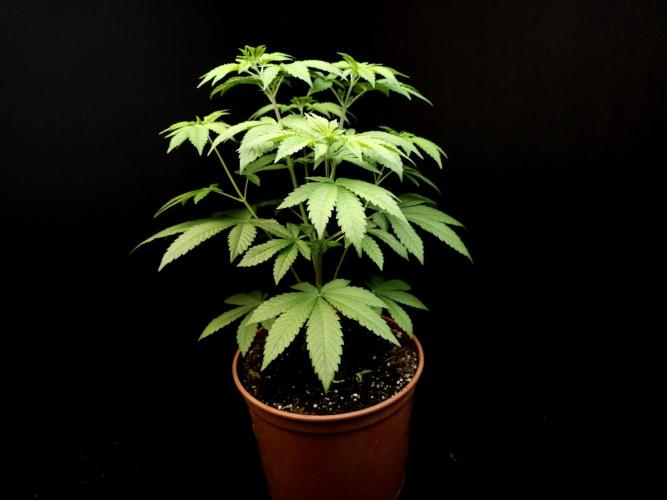 Test 604. Week 6