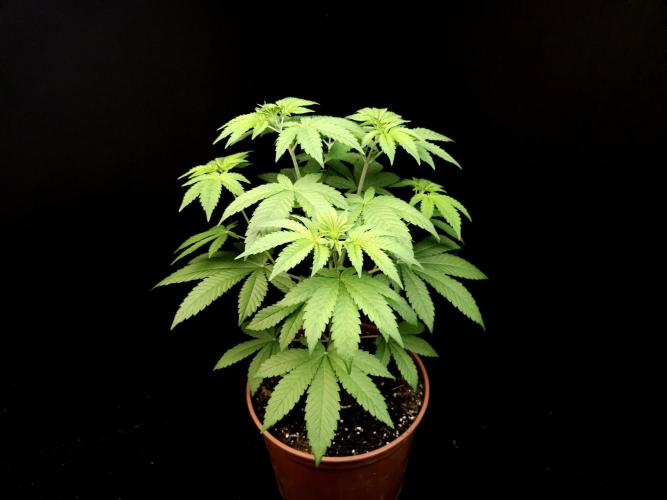 Test 604. Week 6