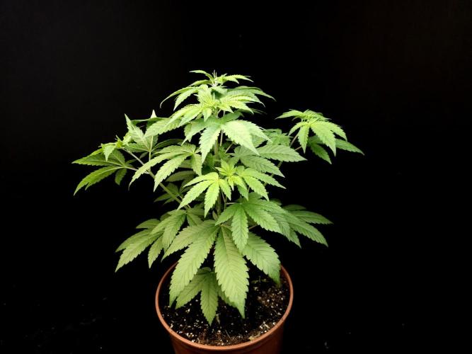 Test 604. Week 6
