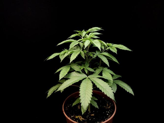 Test 605. Week 6