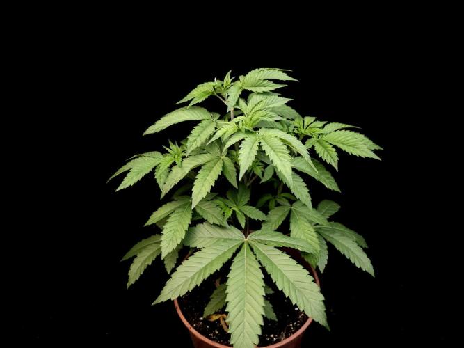 Test 605. Week 6