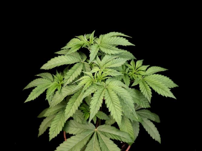 Test 605. Week 6