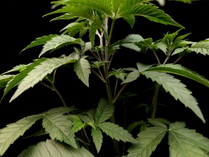 2-in-1 Grow Tent 150x120x200cm (5'x4'x6.5'). Week 6