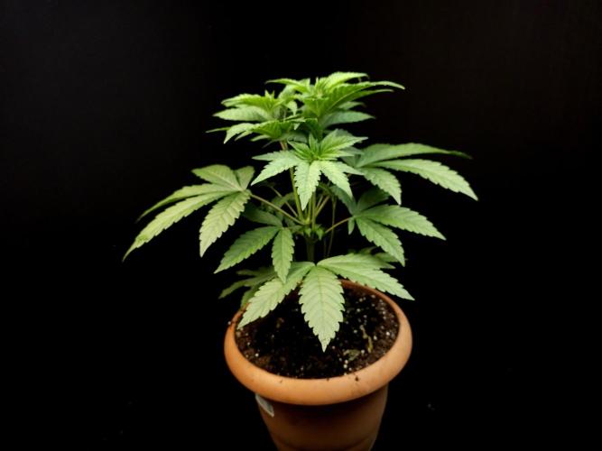 Test 10x51. Week 6