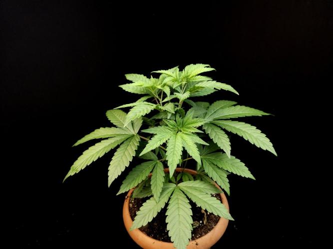 Test 10x51. Week 6