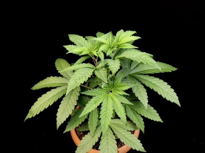 Test 10x51. Week 6