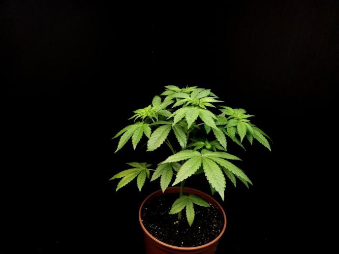 Test 92. Week 6