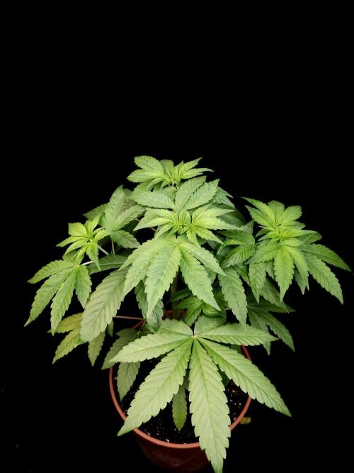 Test 92. Week 6