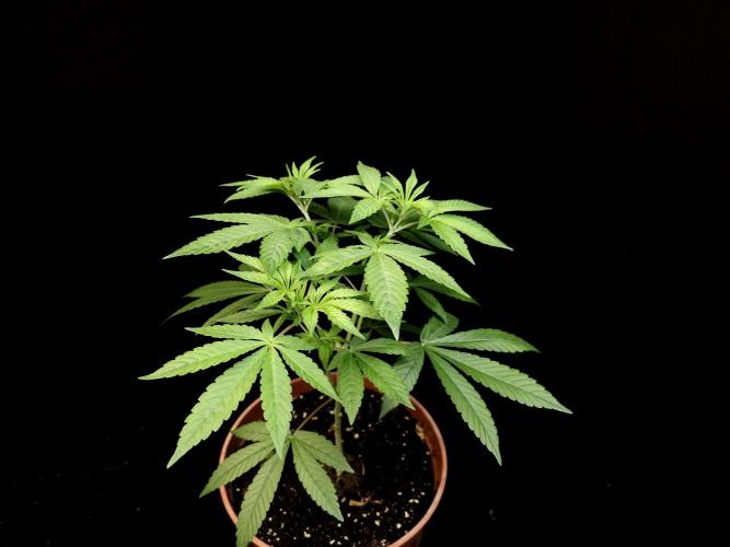 Test 93. Week 6