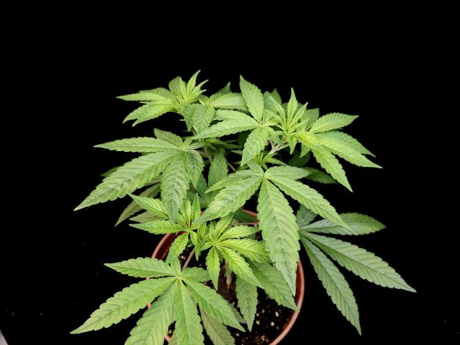 Test 93. Week 6