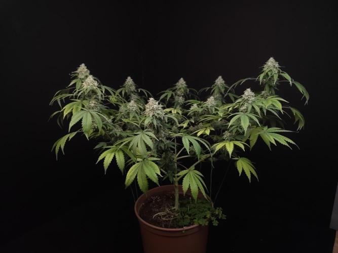 Sweet & Sour. Week 16