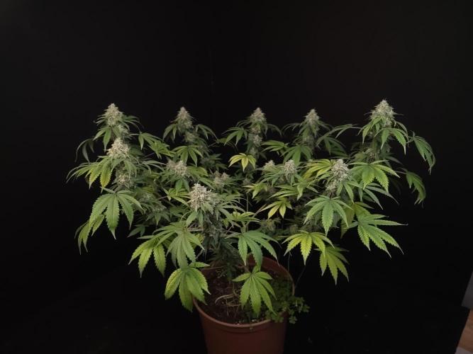 Sweet & Sour. Week 16