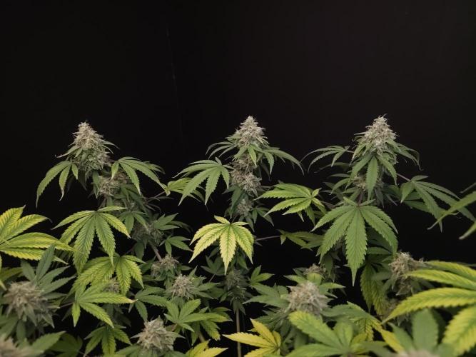 Sweet & Sour. Week 16