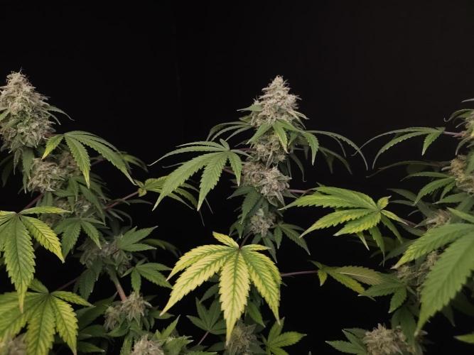Sweet & Sour. Week 16