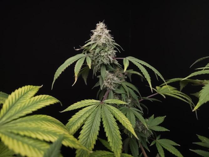Sweet & Sour. Week 16