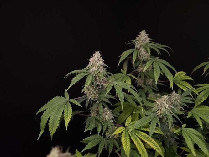 Sweet & Sour. Week 16
