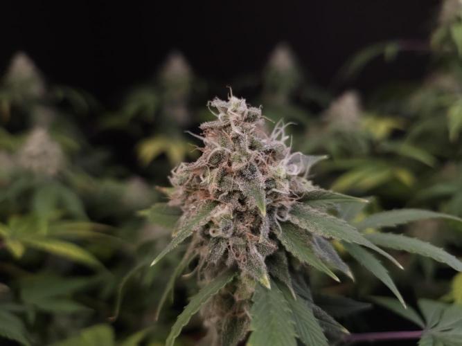 Sweet & Sour. Week 16
