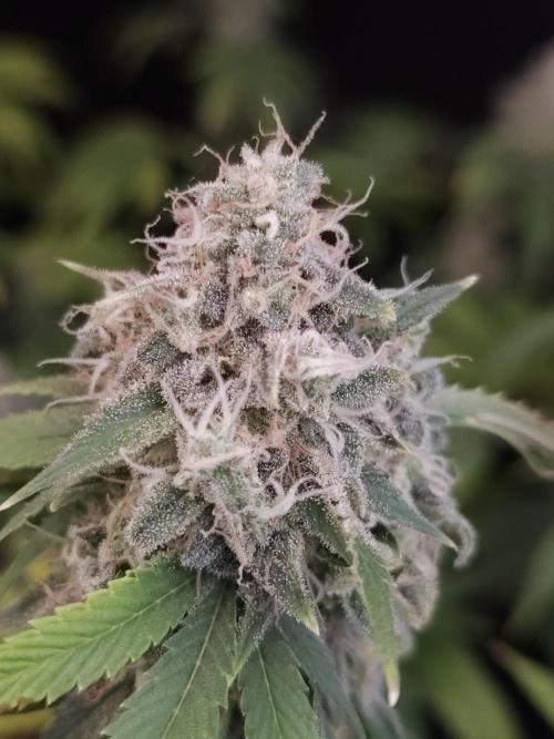 Sweet & Sour. Week 16