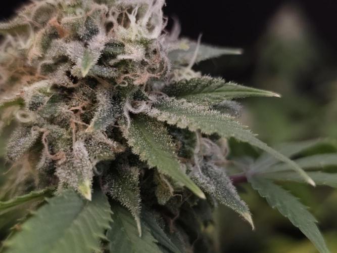 Sweet & Sour. Week 16