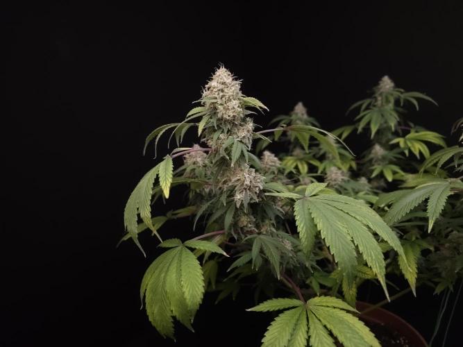 Sweet & Sour. Week 16