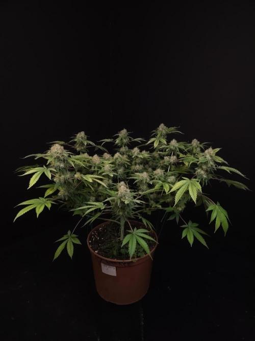 Snow White. Week 16