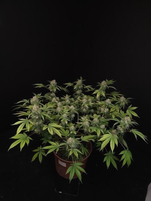 Snow White. Week 16
