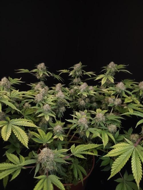 Snow White. Week 16