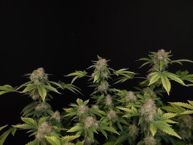 Snow White. Week 16