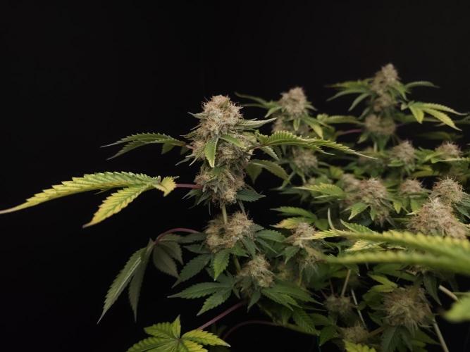 Snow White. Week 16