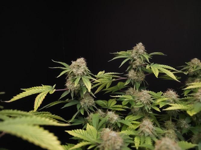 Snow White. Week 16