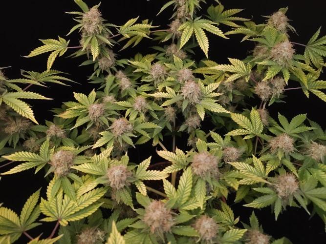 Snow White. Week 16