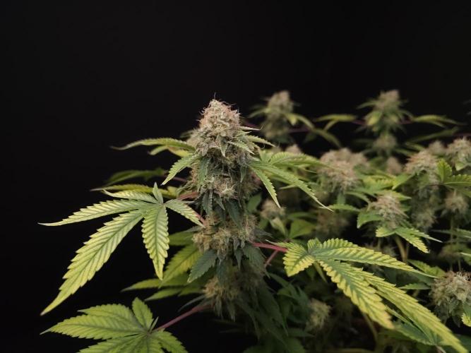 Snow White. Week 16