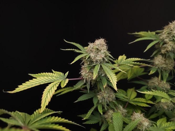 Snow White. Week 16