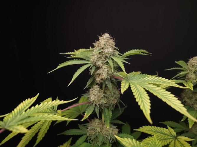 Snow White. Week 16