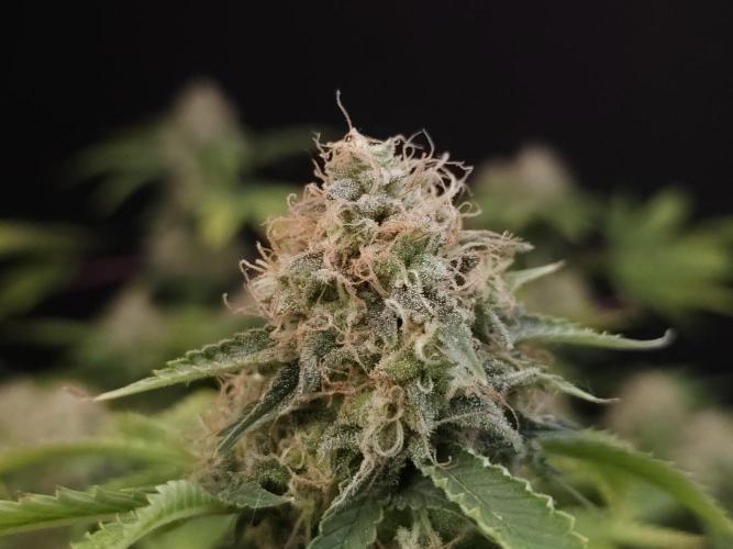 Snow White. Week 16