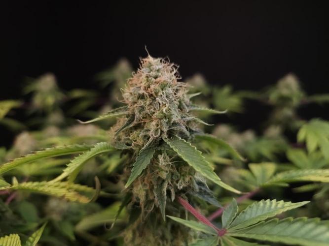 Snow White. Week 16