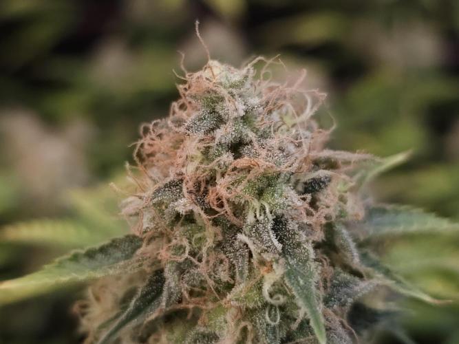 Snow White. Week 16