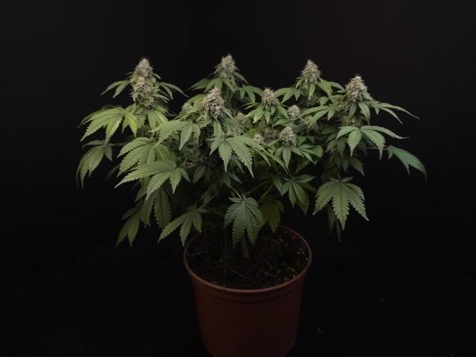 Skunk. Week 16
