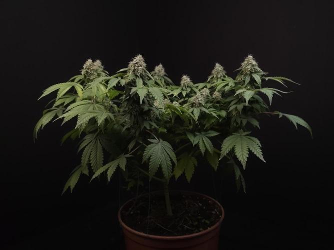 Skunk. Week 16