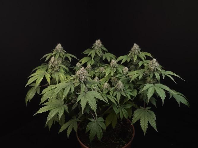 Skunk. Week 16