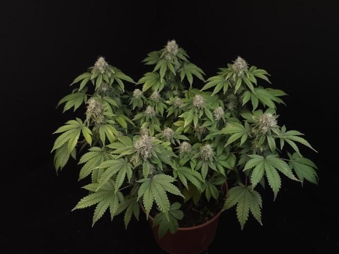 Skunk. Week 16
