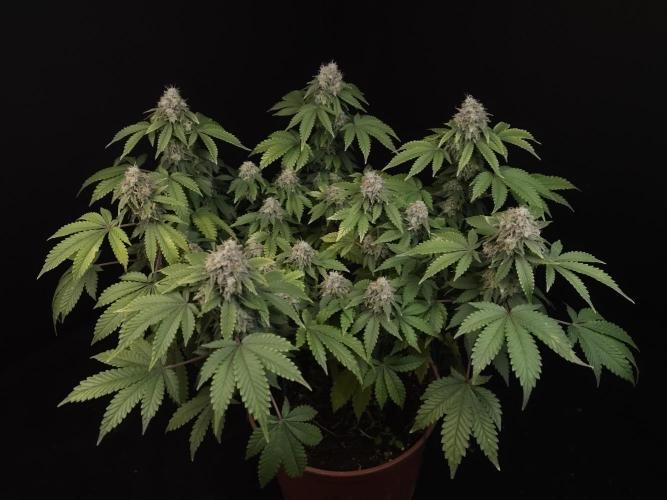 Skunk. Week 16