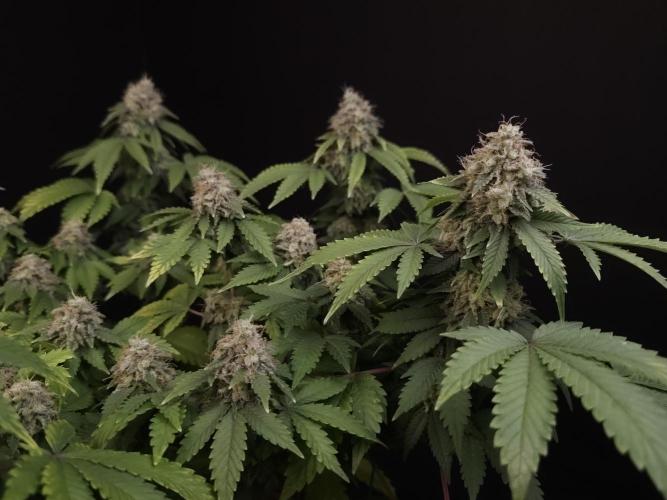 Skunk. Week 16