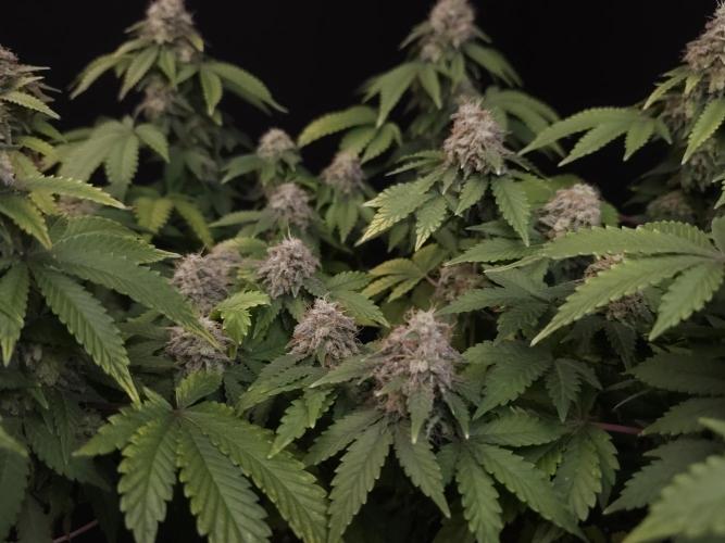 Skunk. Week 16