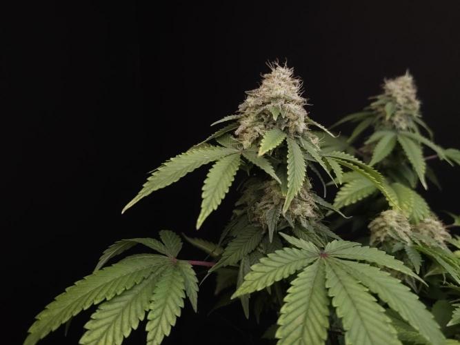 Skunk. Week 16