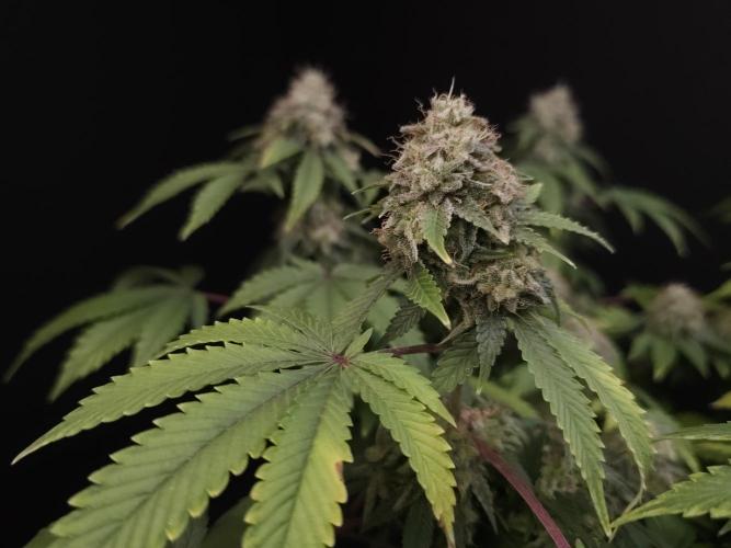 Skunk. Week 16
