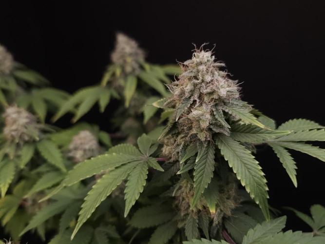Skunk. Week 16
