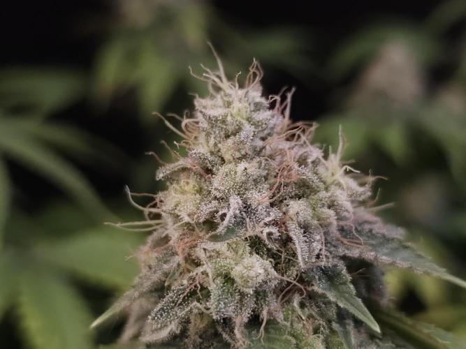 Skunk. Week 16